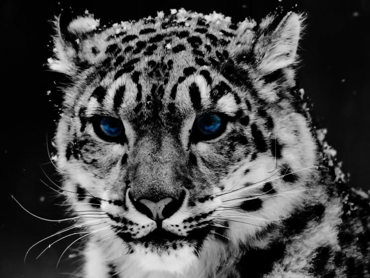 Картина по номерам Paintboy "Снежный барс" GX3759