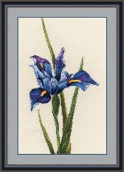 597 Синий ирис (Овен)