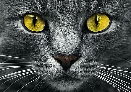 Ag 2308 Алмазная мозаика Гранни "Жёлтые глаза"