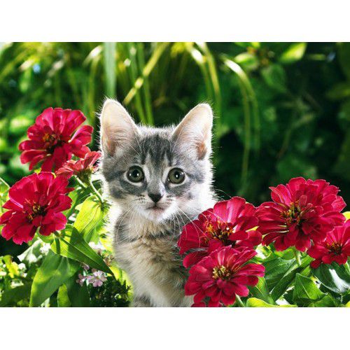 Алмазная мозаика Гранни "Котенок в цветах" Ag422