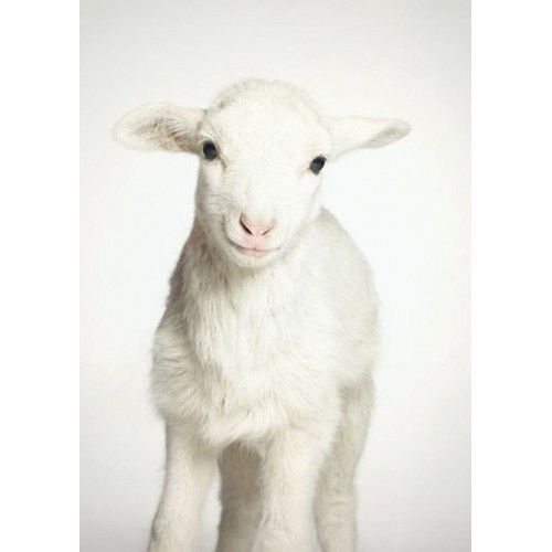 Алмазная мозаика Гранни "Маленькая овечка" Ag456