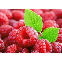 Малина (с веточкой)   Ag 212