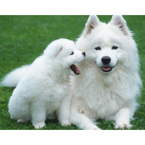 Алмазная мозаика Гранни "Белые лайки" Ag455