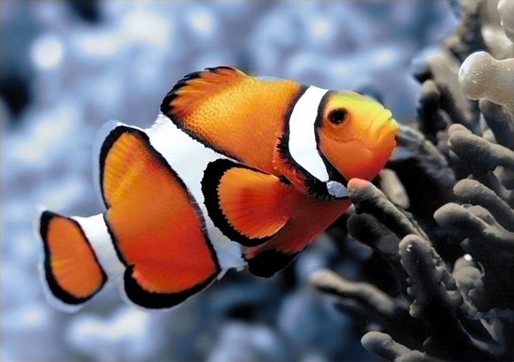 Ag 174 Алмазная мозаика Гранни "Рыбка-клоун"