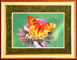 ML-0002 "Золотая бабочка" (Рисуем иглой)