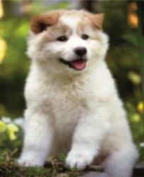 E-048 Щенок (Милато)